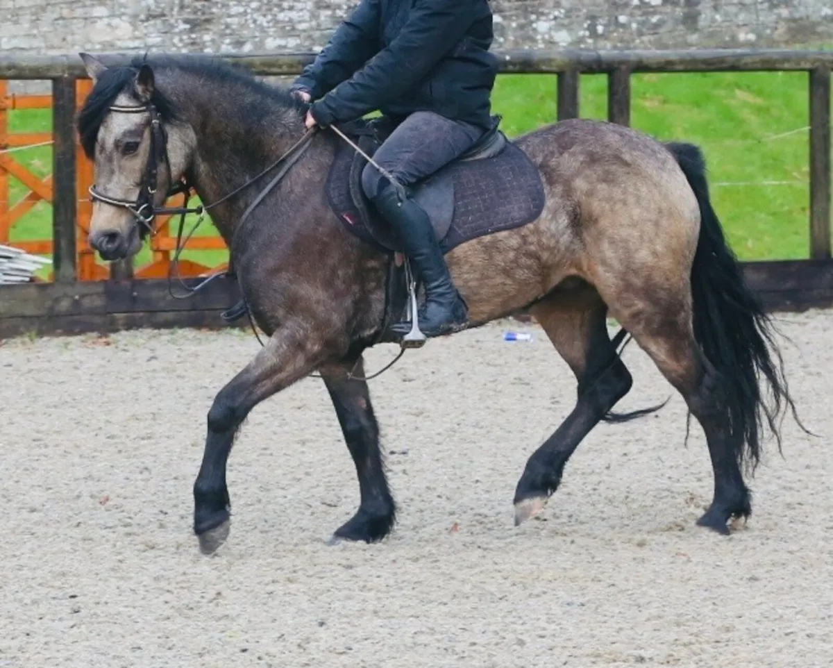 Quiet conni and ish all rounders - Image 1