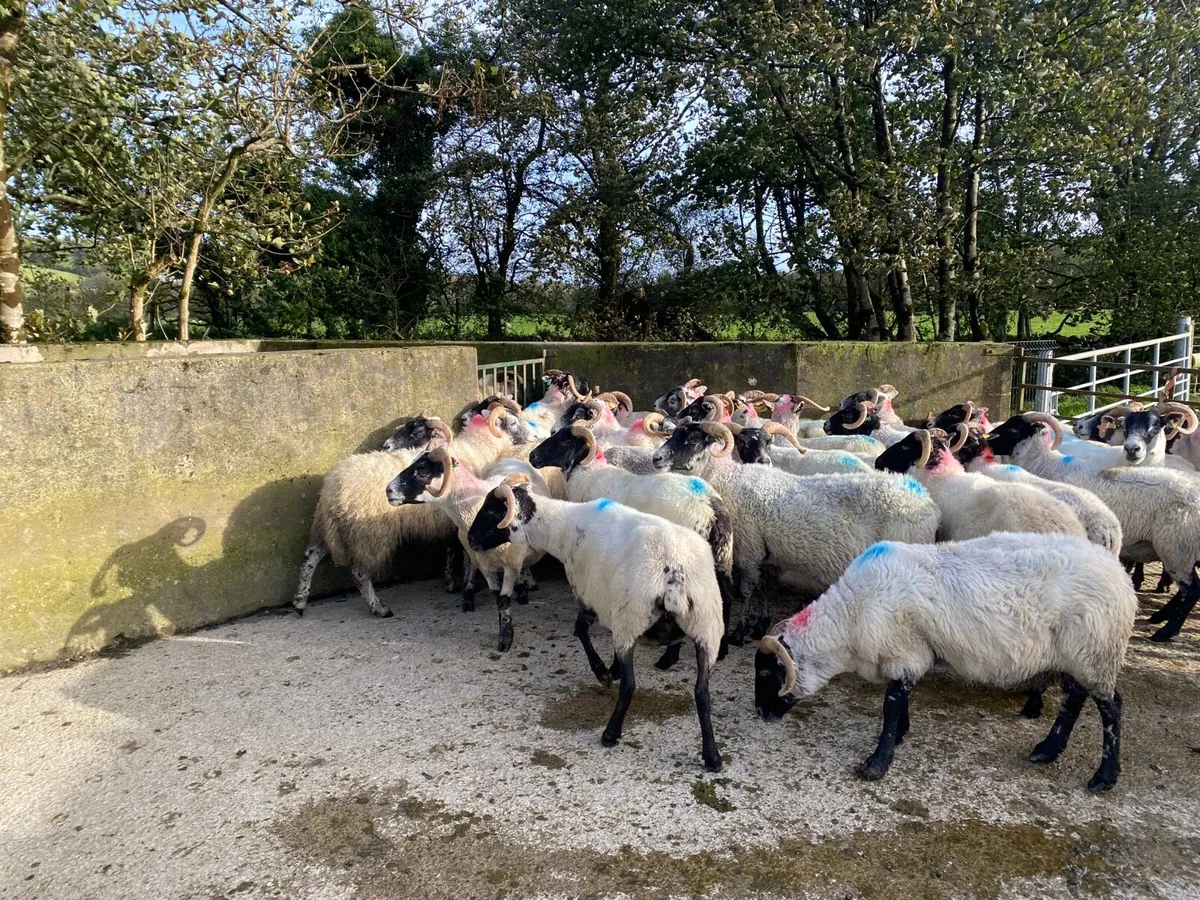 Lanark bred ewes. - Image 2