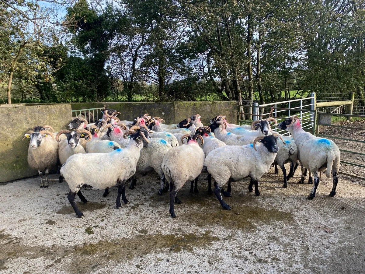 Lanark bred ewes. - Image 1