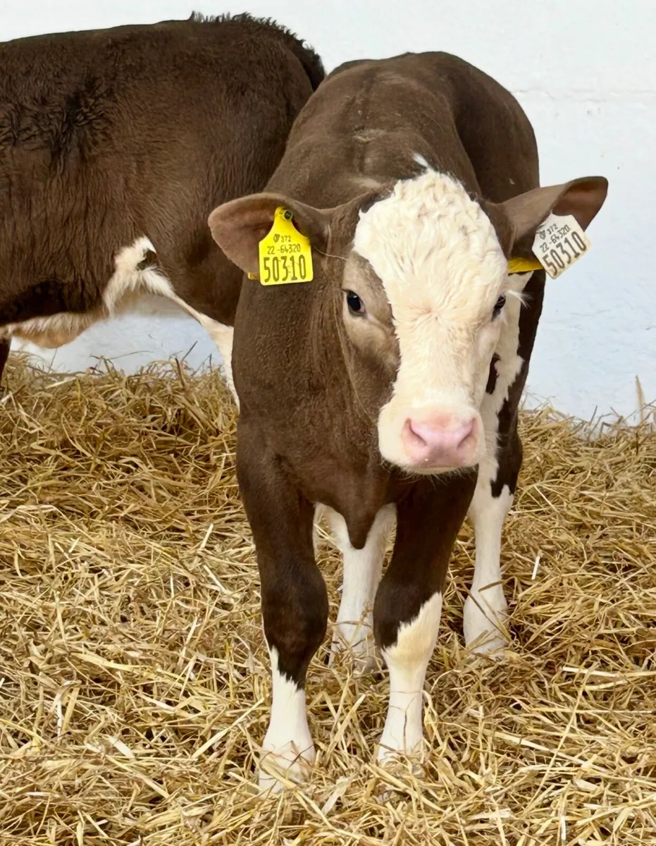 TOP QUALITY CALVES BOTH BULLS AND HEIFERS - Image 4