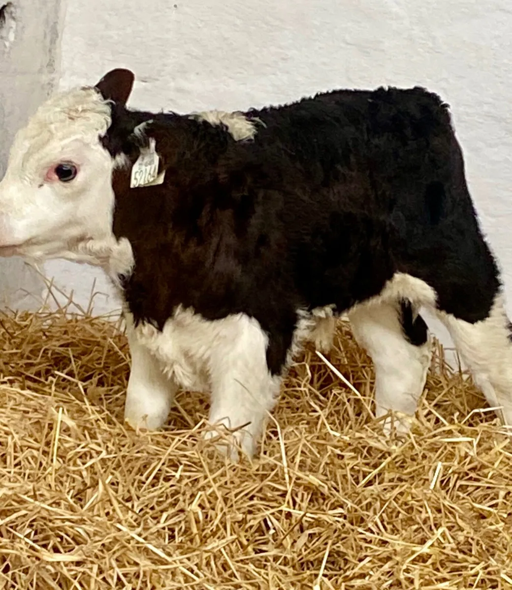 WINTER BORN CALVES  TOP QUALITY CALVES MALE FEMALE - Image 1