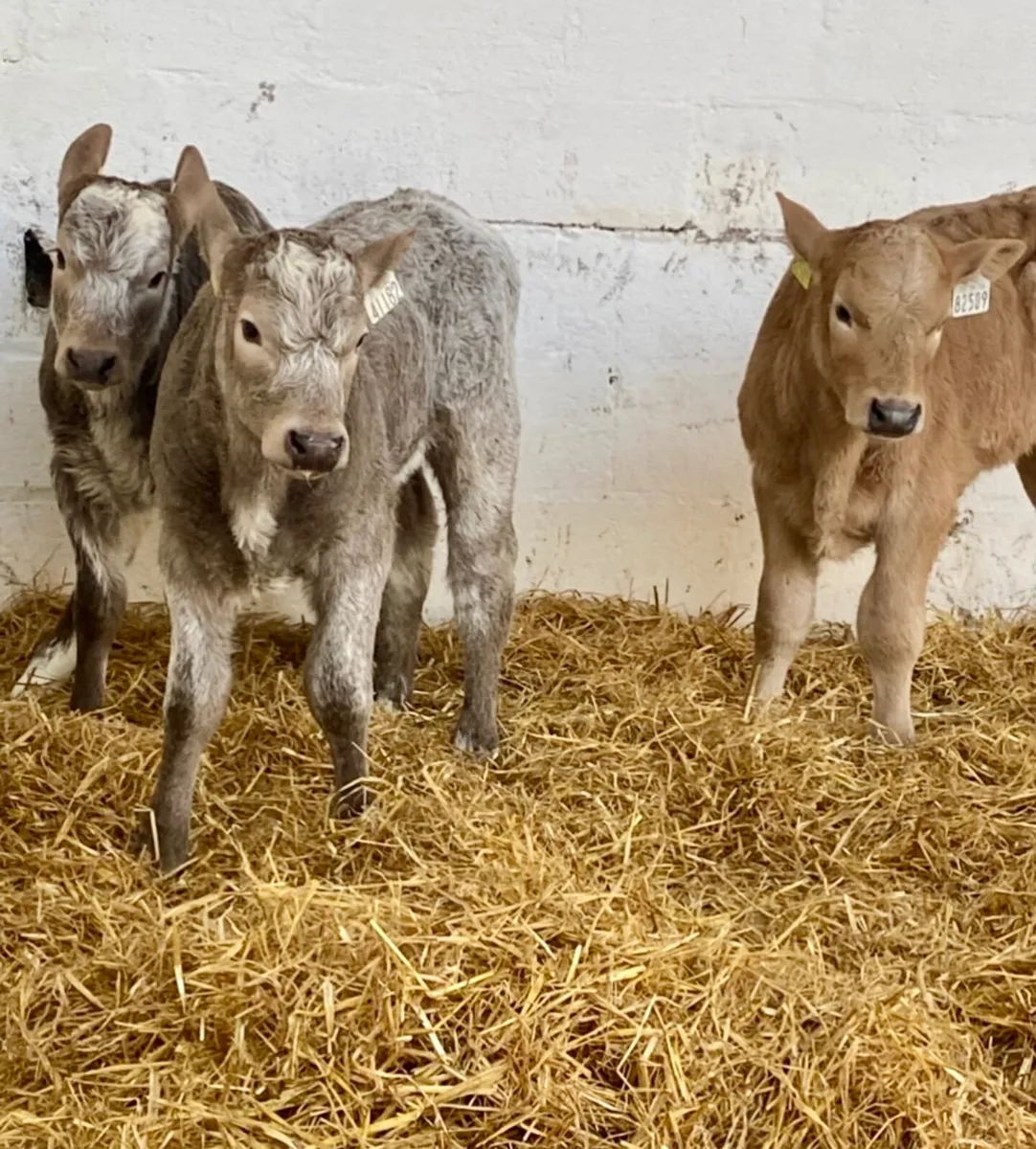 TOP QUALITY CALVES BOTH BULLS AND HEIFERS - Image 1
