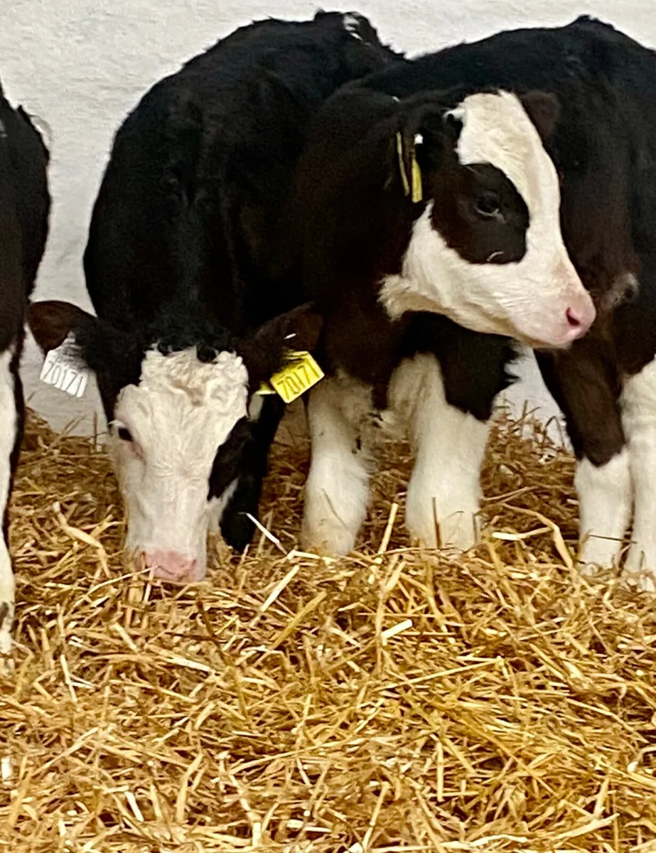WINTER BORN CALVES  TOP QUALITY CALVES MALE FEMALE - Image 1