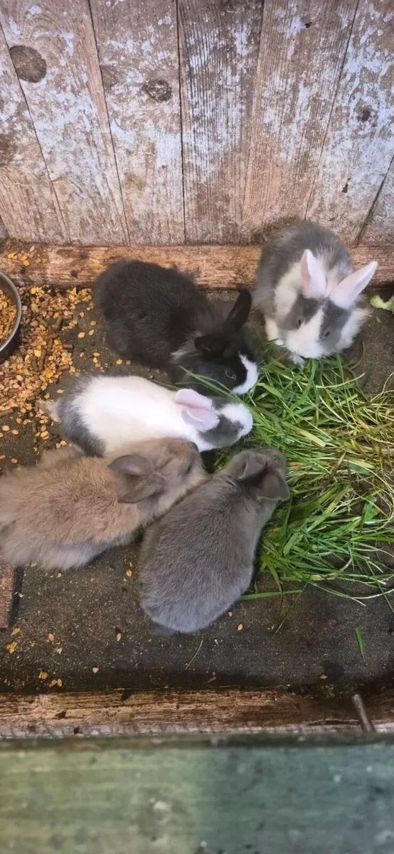 Rabbits - Image 1