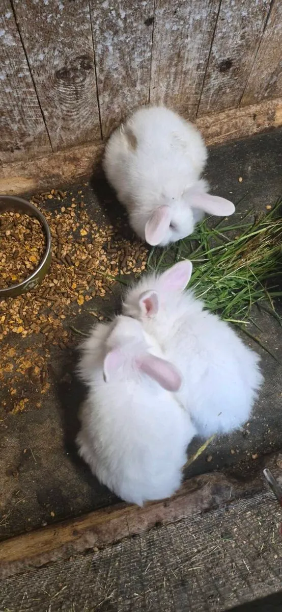 Rabbits - Image 2