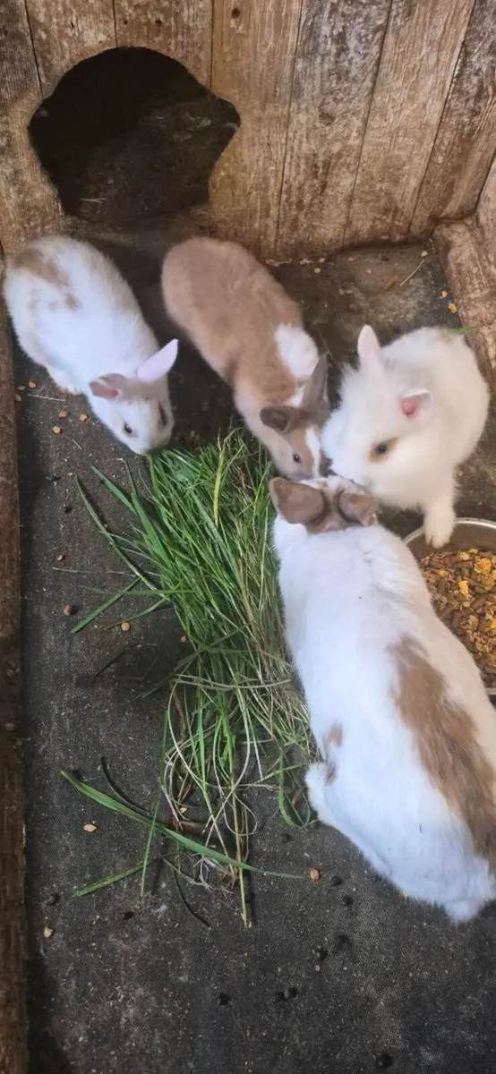 Rabbits - Image 3