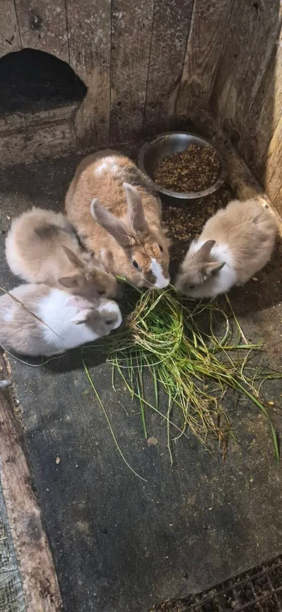 Rabbits - Image 4
