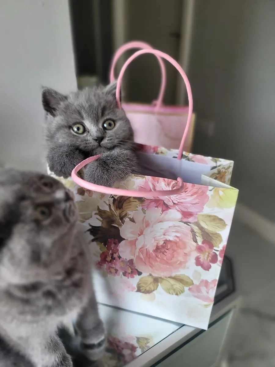 British Shorthair kittens - Image 1