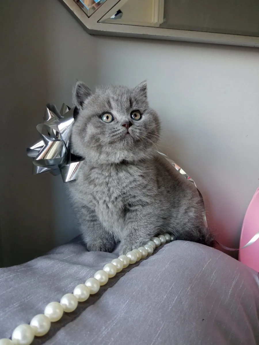 British Shorthair kittens - Image 2