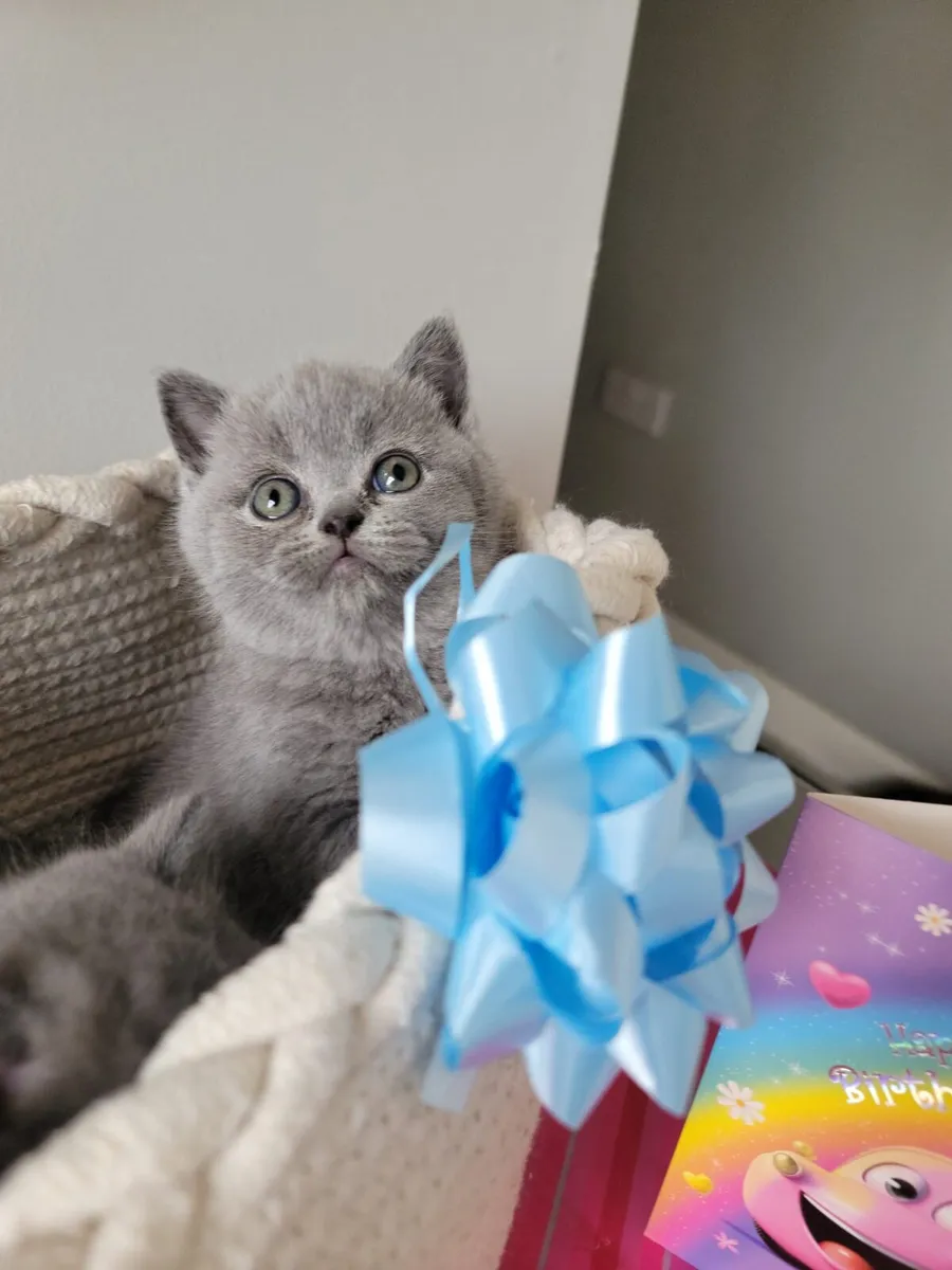 British Shorthair kittens - Image 3