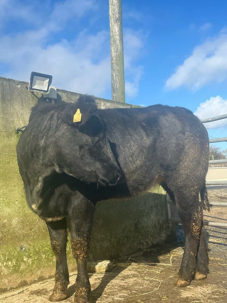 ⭐️ 5 super quality bulling heifers ⭐️ - Image 2