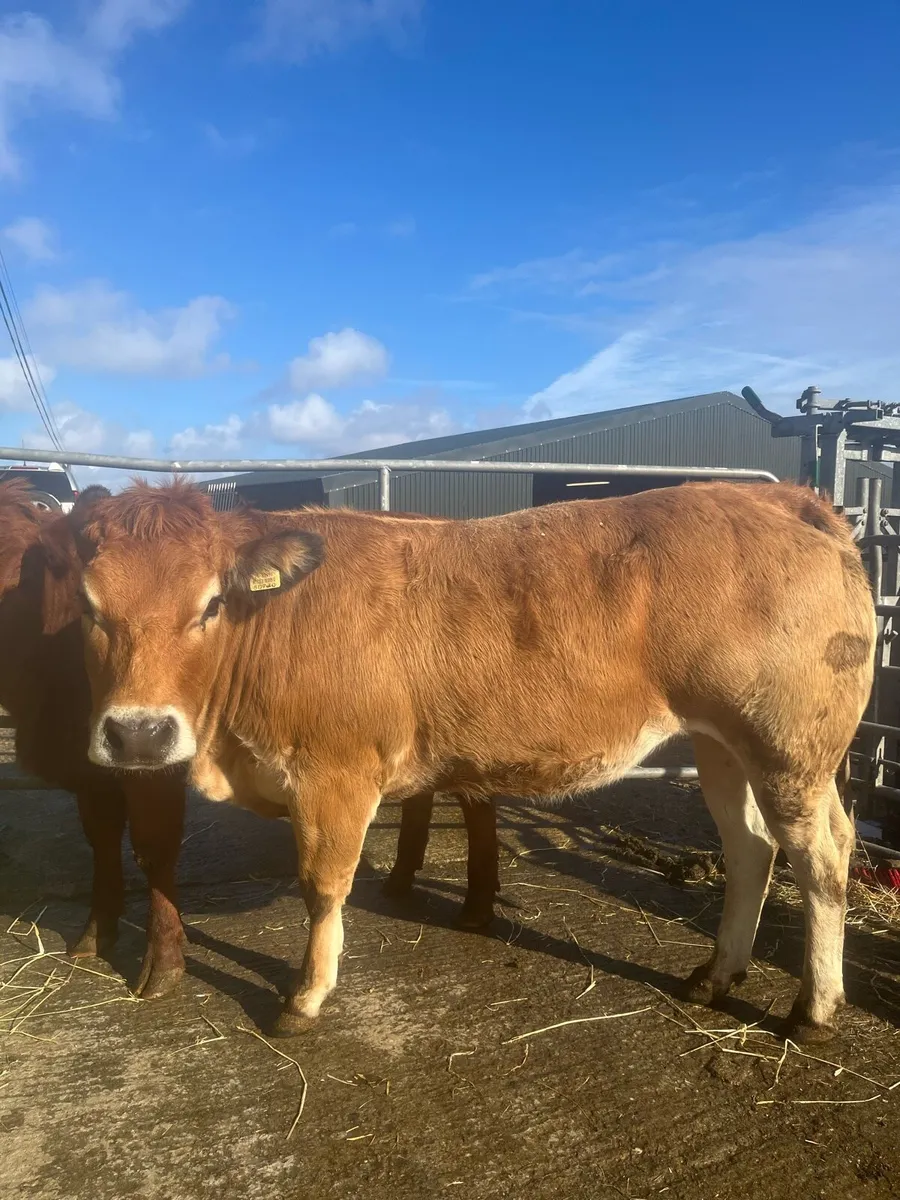 ⭐️ 5 super quality bulling heifers ⭐️ - Image 3