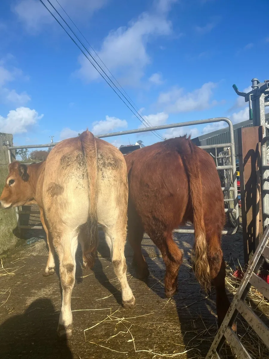 ⭐️ 5 super quality bulling heifers ⭐️ - Image 4