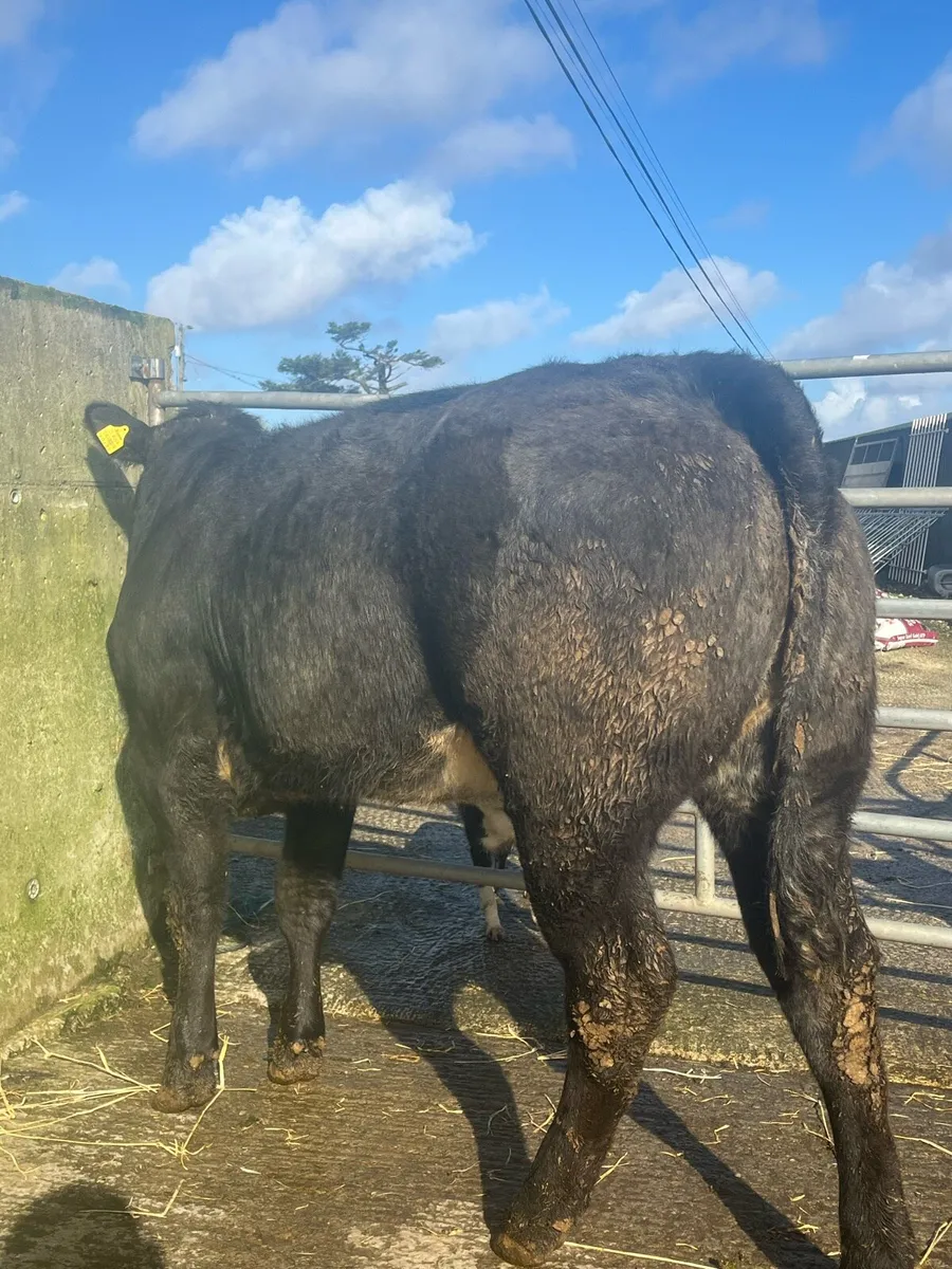 ⭐️ 5 super quality bulling heifers ⭐️ - Image 1
