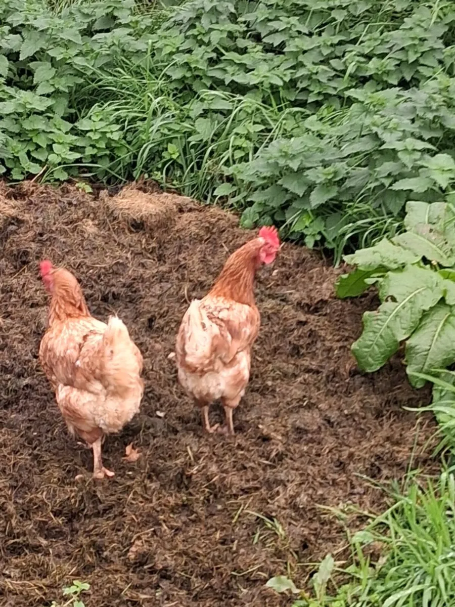 Hens - Image 1