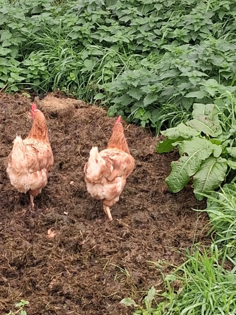 Hens - Image 2