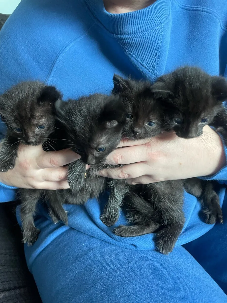 Kittens - Image 1