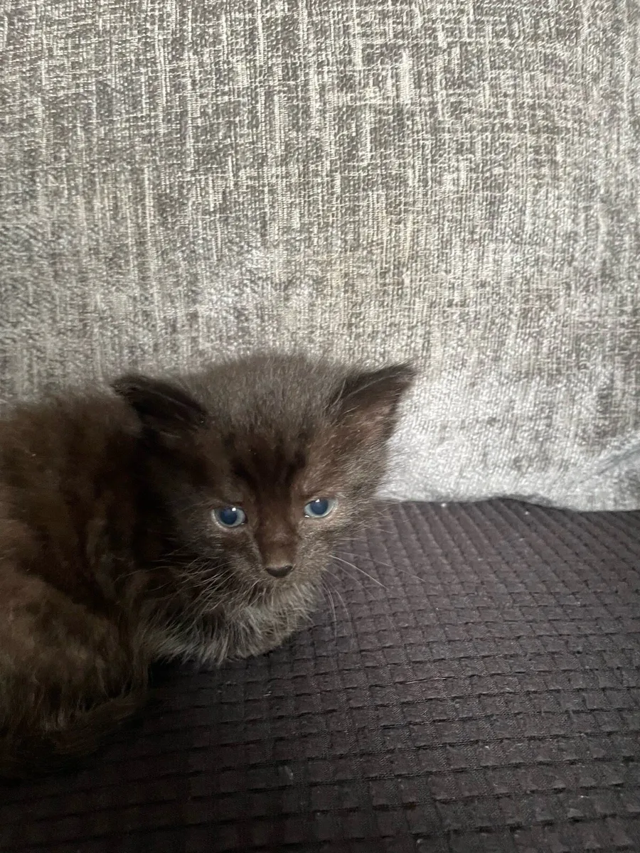 Kittens - Image 2