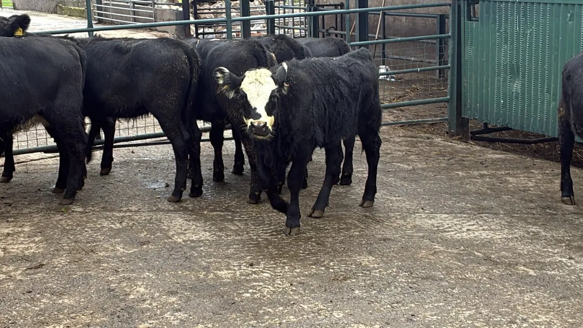 10 super Angus heifer weanlings - Image 2