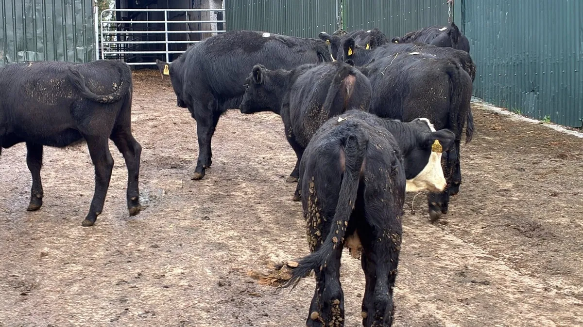 10 super Angus heifer weanlings - Image 3