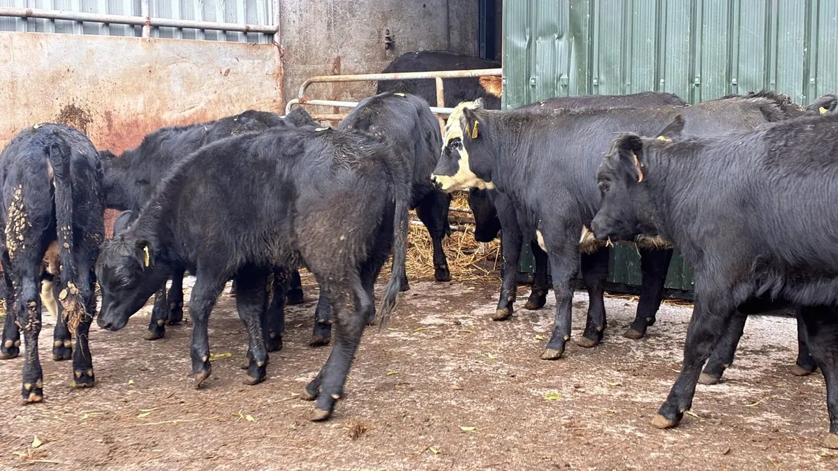 10 super Angus heifer weanlings - Image 4