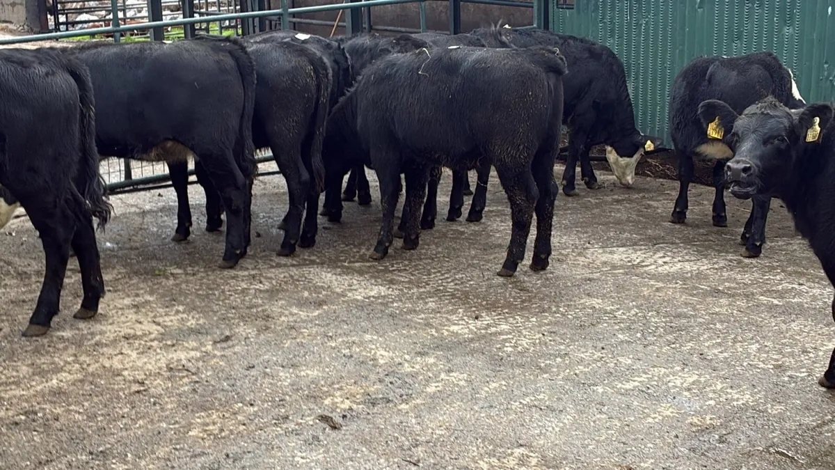 10 super Angus heifer weanlings - Image 1