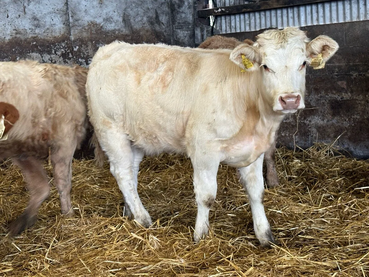 10 smashing  charlois and lim heifer weanlings - Image 4