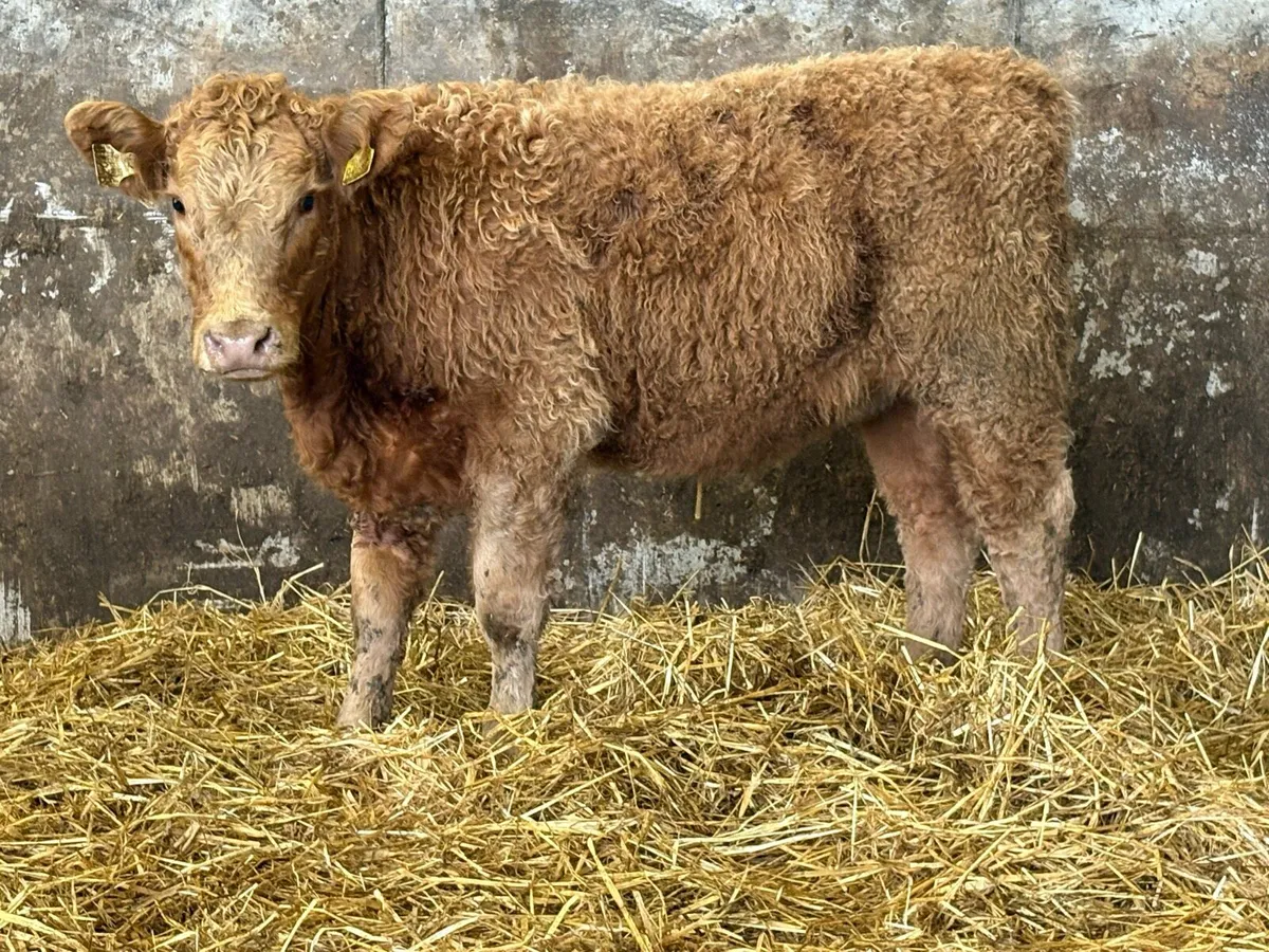 10 smashing  charlois and lim heifer weanlings - Image 3