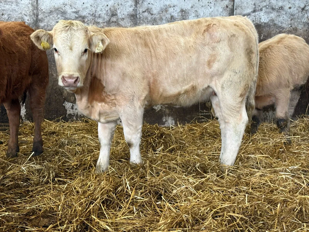 10 smashing  charlois and lim heifer weanlings - Image 2