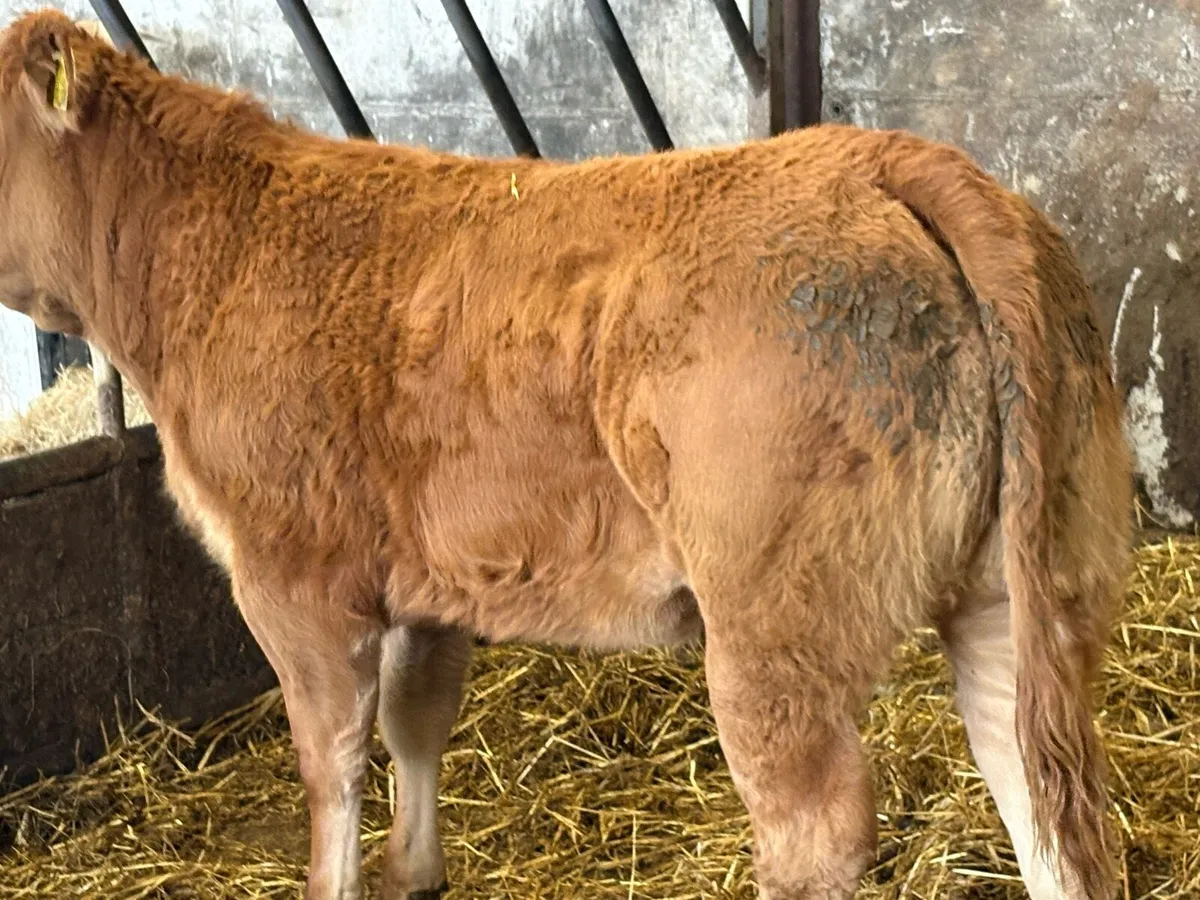 5 smashing limousine heifers - Image 4