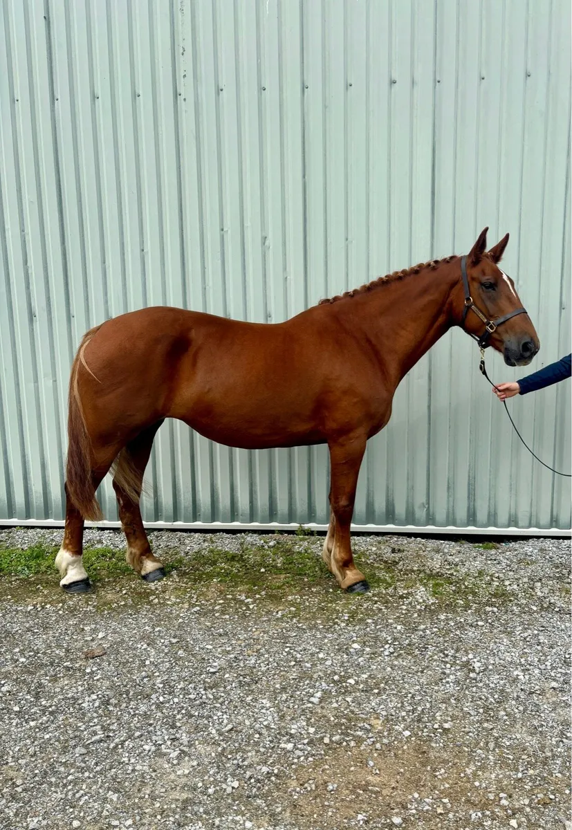 Infoal RID Broodmare - Image 1