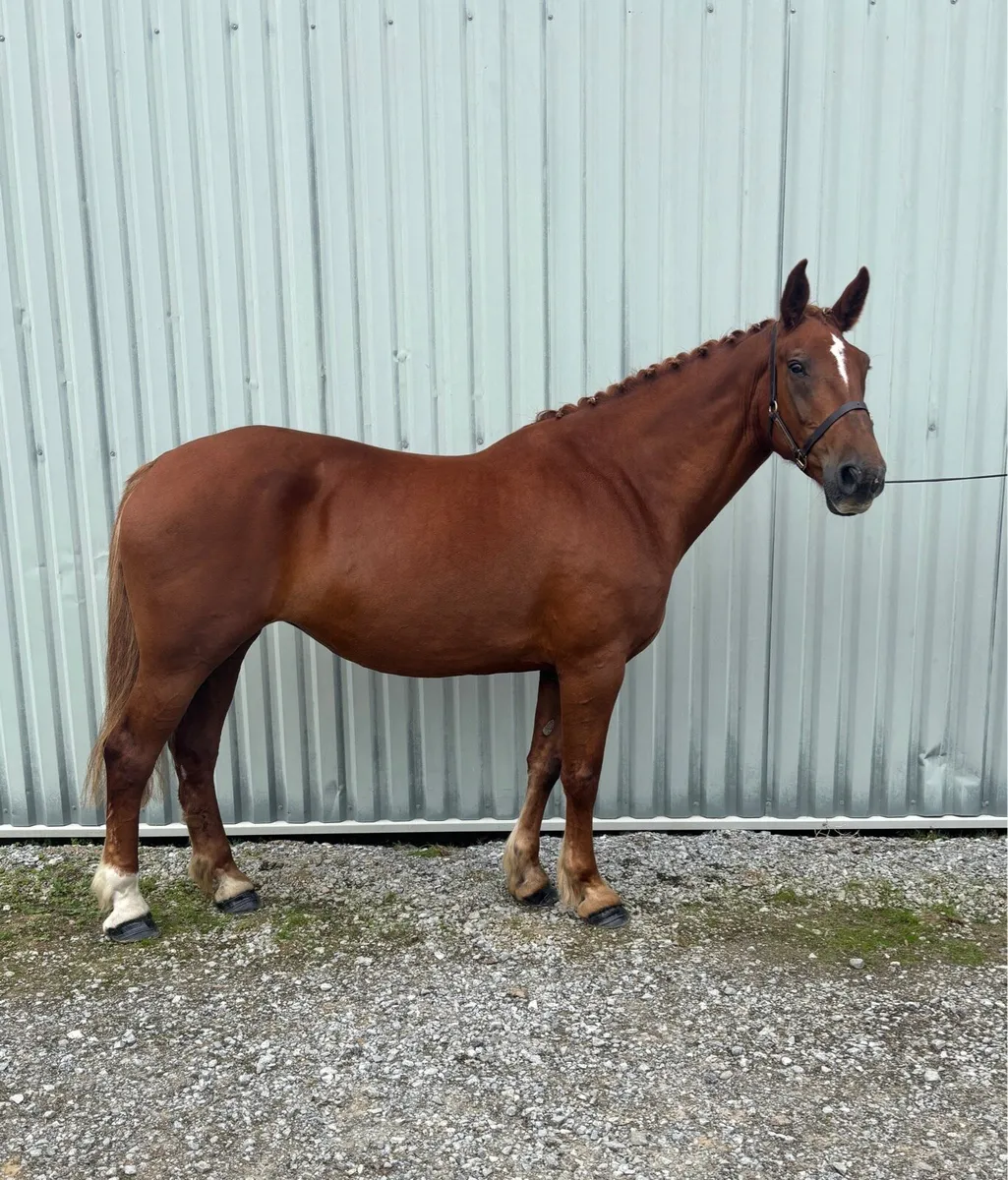 Infoal RID Broodmare - Image 2