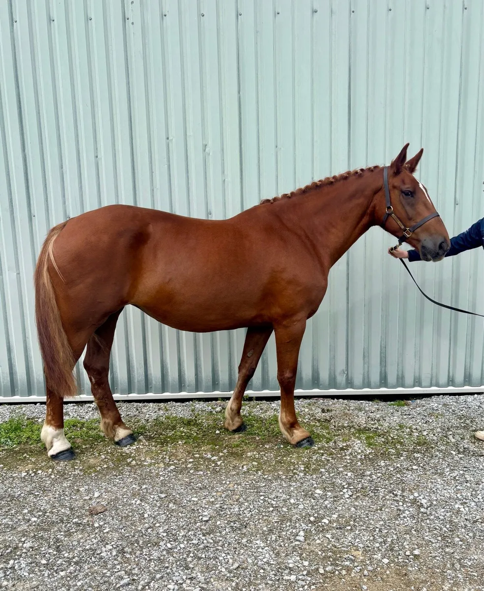 Infoal RID Broodmare - Image 3
