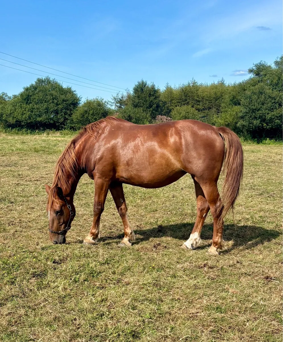 Infoal RID Broodmare - Image 4