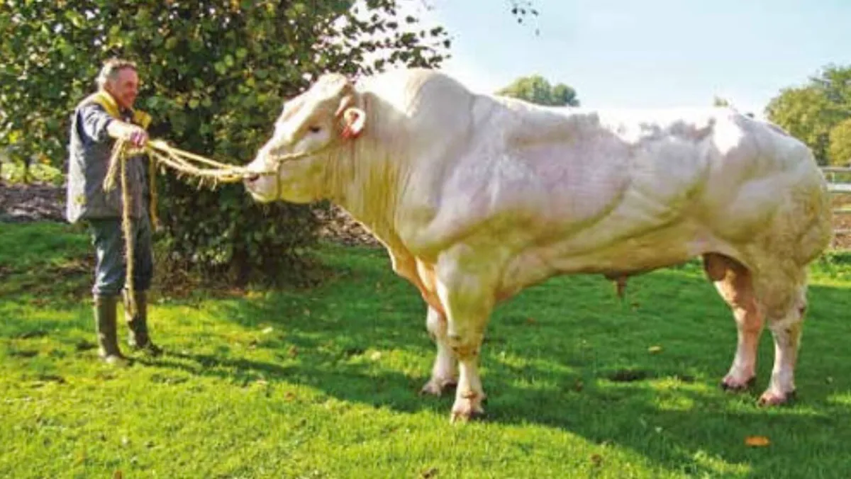Show stopper Pedigree Blue Embryo - Image 2