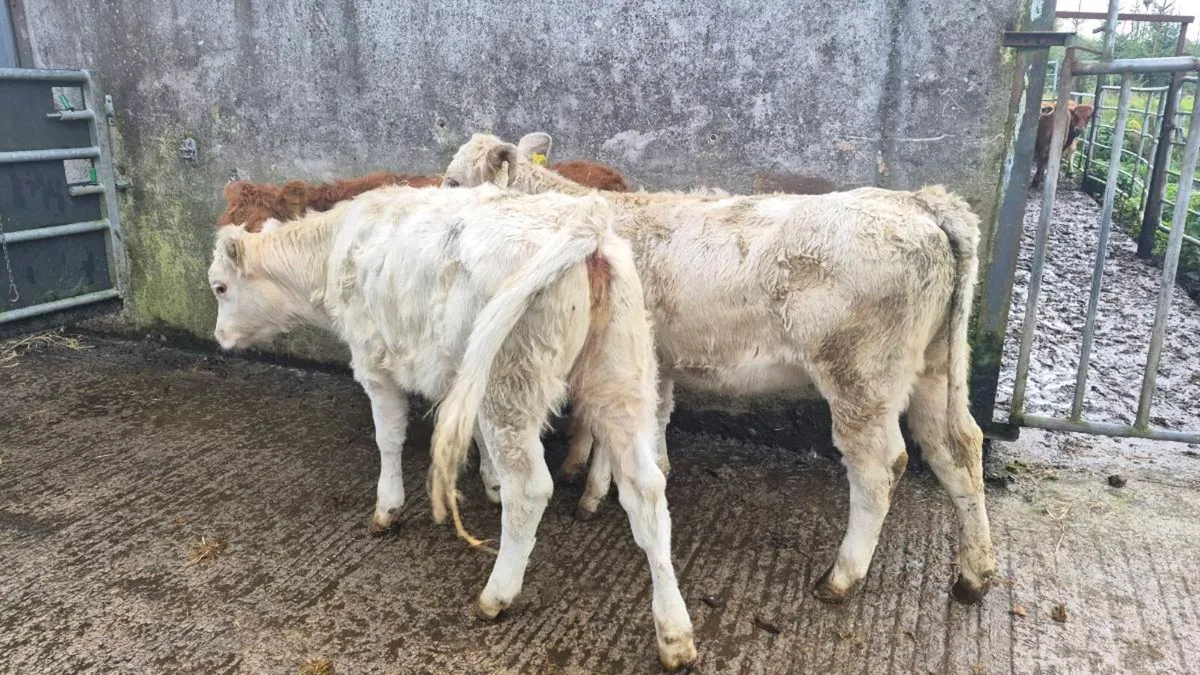 3 Heifers - Image 2