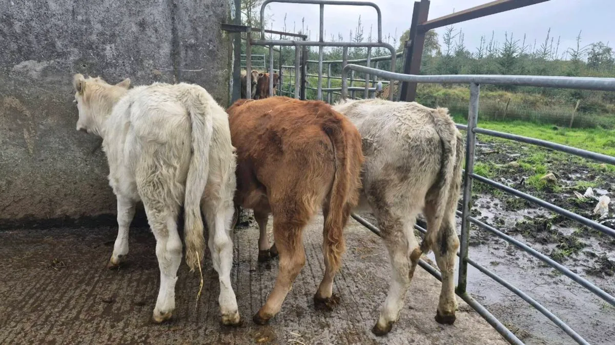 3 Heifers - Image 3