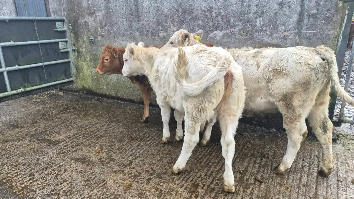 3 Heifers - Image 4