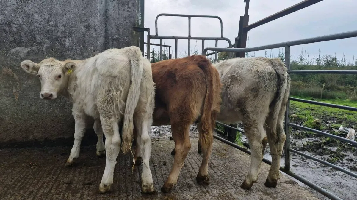 3 Heifers - Image 1