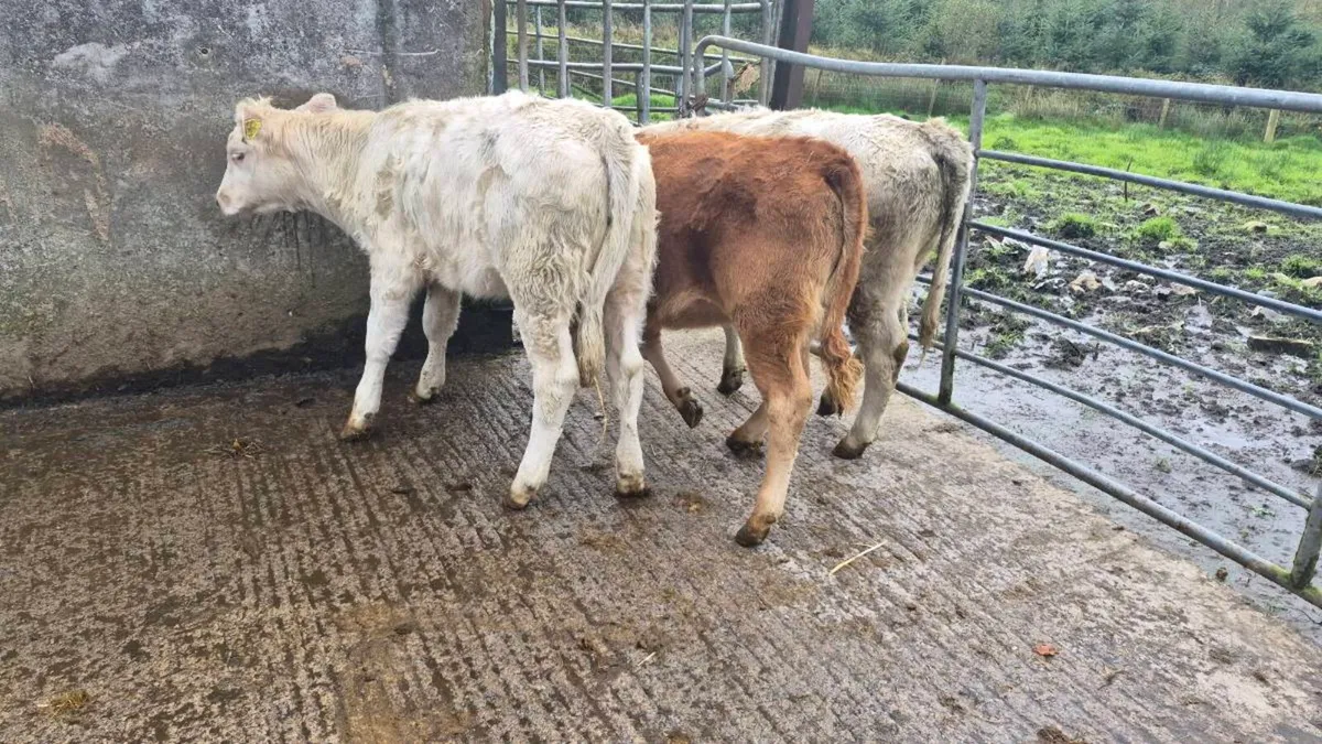 6 Heifers - Image 3