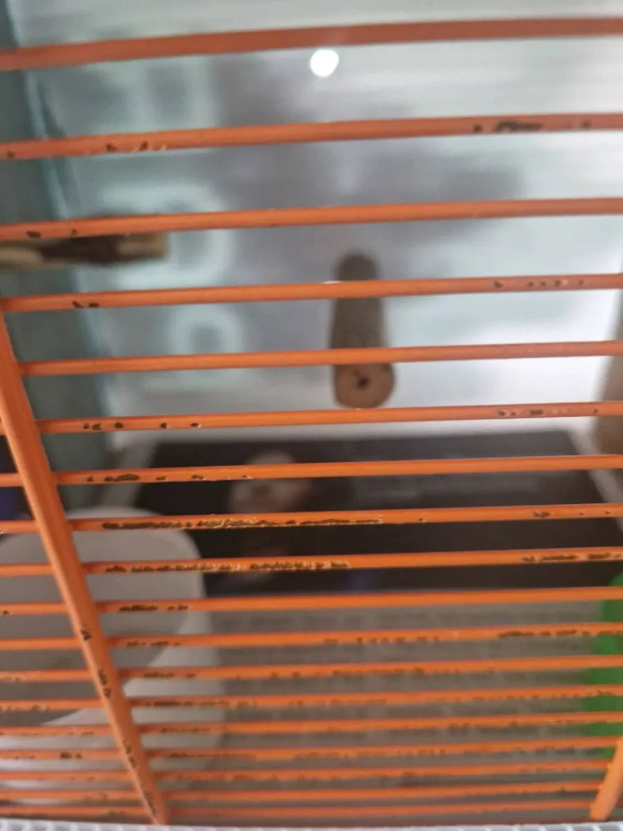 Transport box and budgies - Image 3