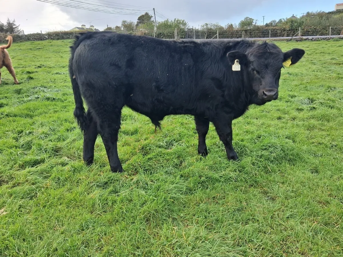 2 super bull weanlings - Image 1