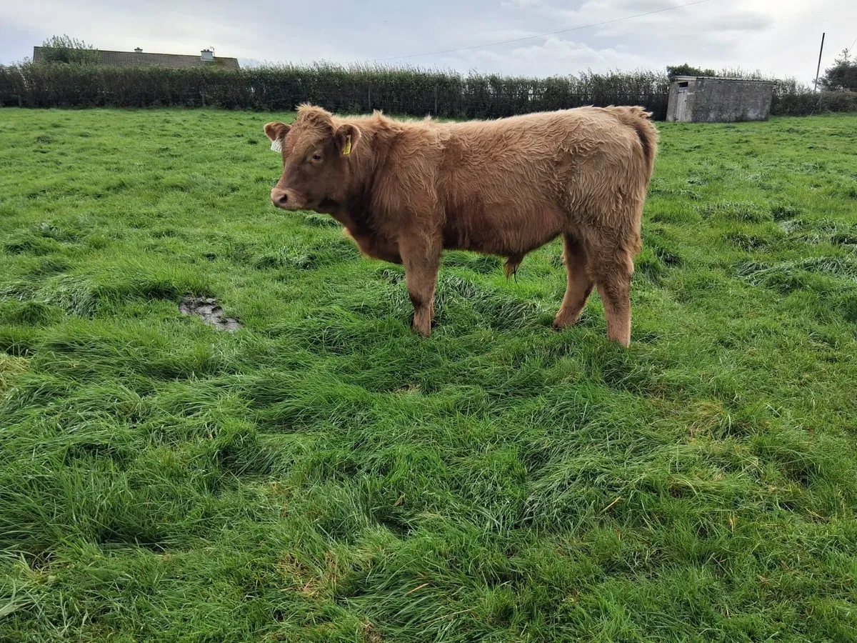 2 super bull weanlings - Image 4