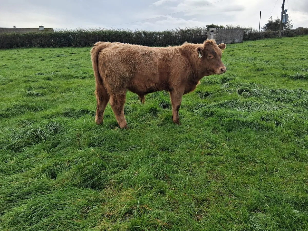 2 super bull weanlings - Image 2