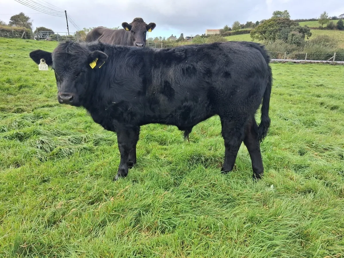 2 super bull weanlings - Image 3