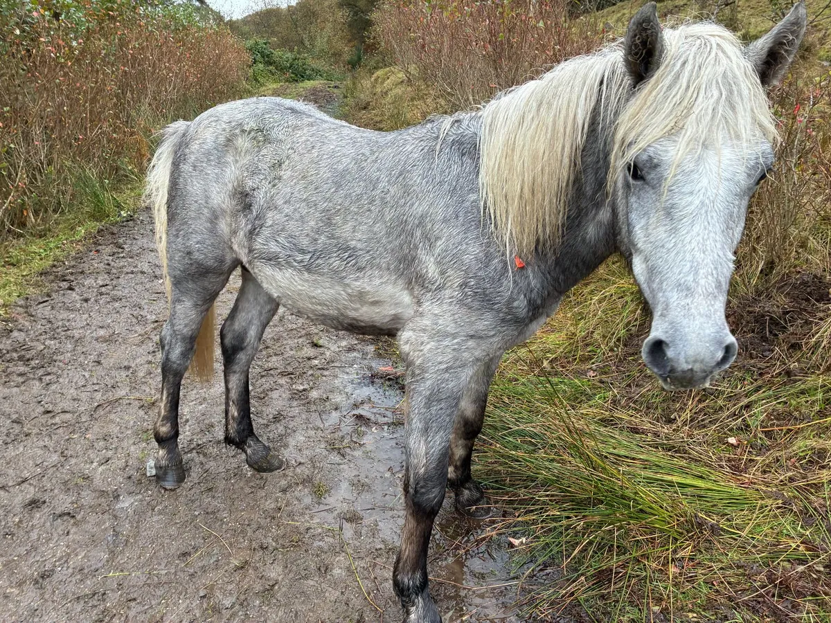Registered Connemara Colt – 2025, Grey, HWSD Clear - Image 1