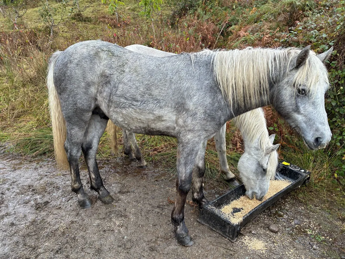 Registered Connemara Colt – 2025, Grey, HWSD Clear - Image 2