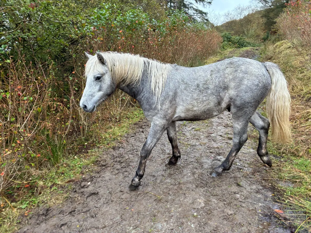 Registered Connemara Colt – 2025, Grey, HWSD Clear - Image 3