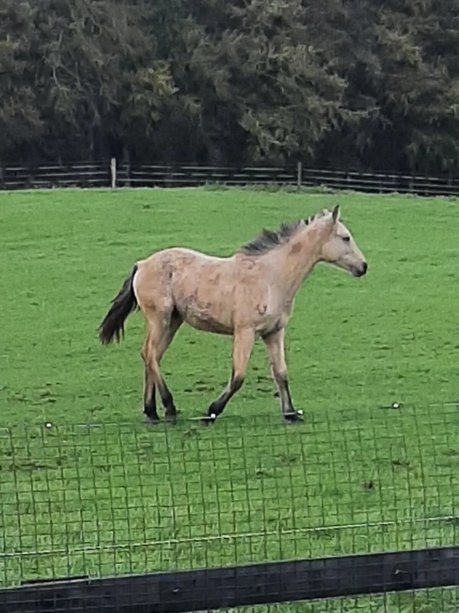 Colt - Image 2