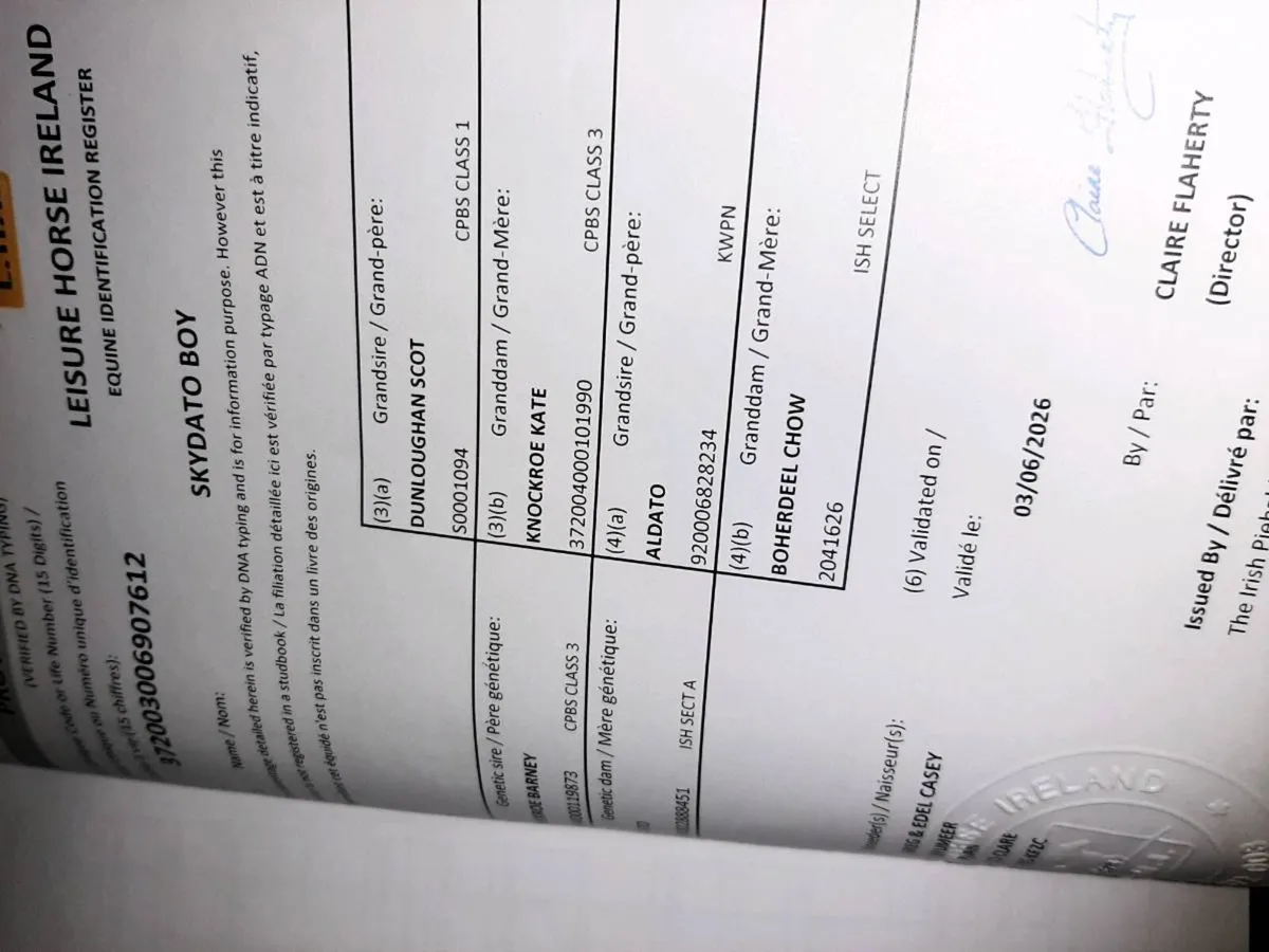 Colt - Image 3